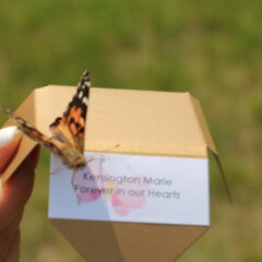 Painted Lady Butterfly Release