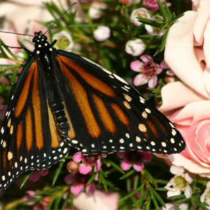 12 Monarch Butterflies for Mass Release