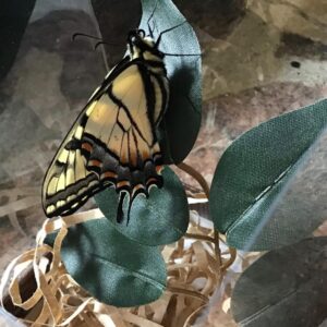 Tiger Swallowtail Pupa